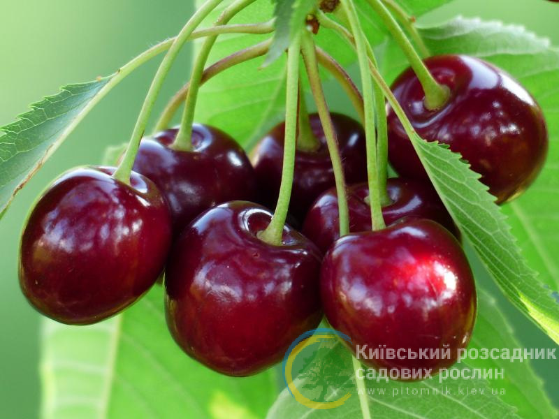 Вишня