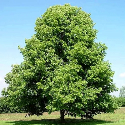 Липа